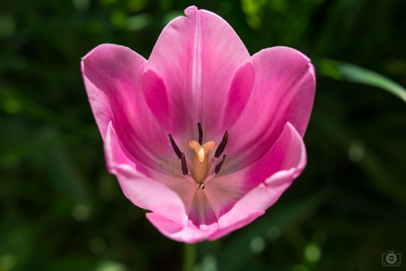 Pink Tulip Close Up Background - High-quality free Photo in cattegory Flowers / Backgrounds from FreeArtBackgrounds.com
