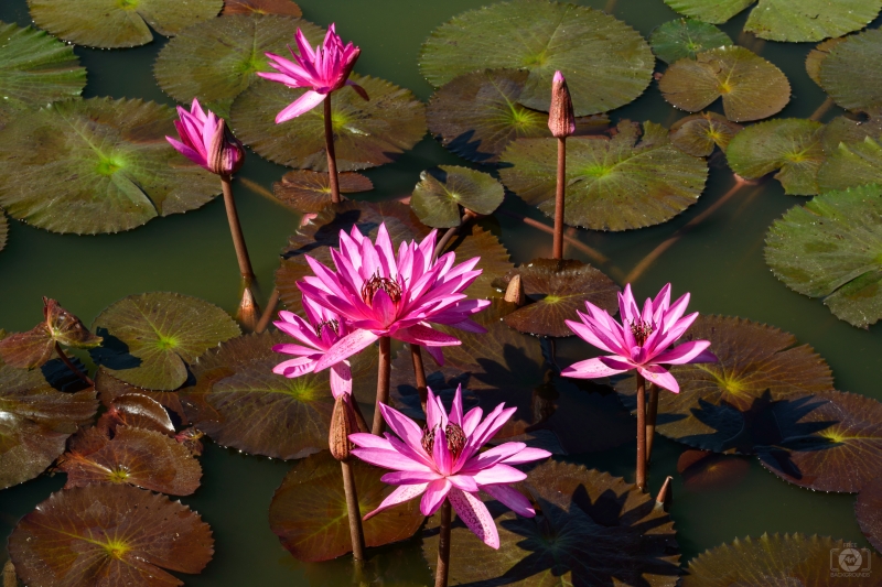 Pink Water Lily Background - High-quality free Photo in cattegory Flowers / Backgrounds from FreeArtBackgrounds.com