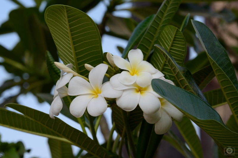Plumeria Background - High-quality free Photo in cattegory Flowers / Backgrounds from FreeArtBackgrounds.com