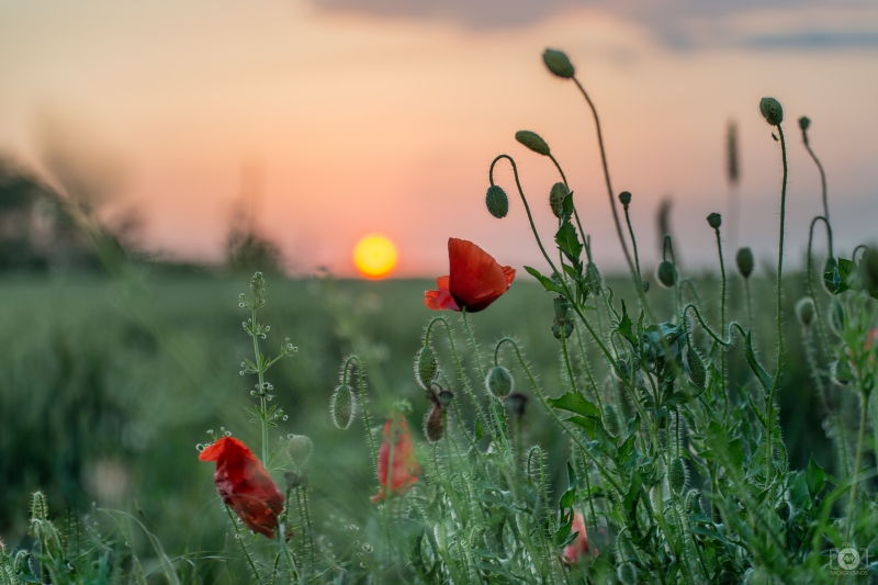 Poppies at Sunset Background - High-quality free Photo in cattegory Sunset / Backgrounds from FreeArtBackgrounds.com