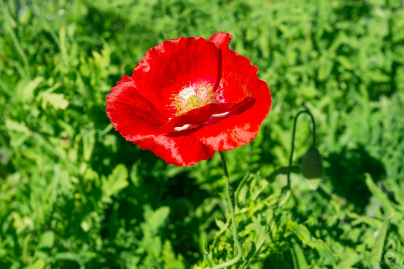 Poppy Flower Background - High-quality free Photo in cattegory Flowers / Backgrounds from FreeArtBackgrounds.com