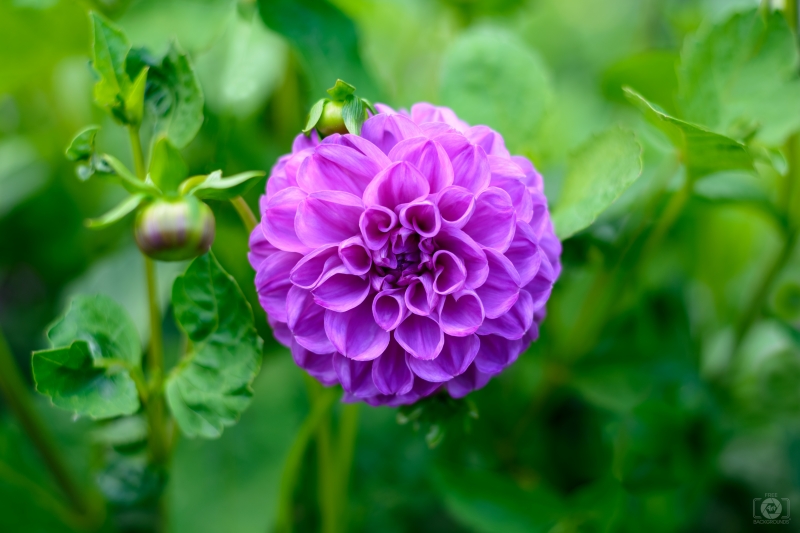 Purple Dahlia Flower Background - High-quality free Photo in cattegory Flowers / Backgrounds from FreeArtBackgrounds.com