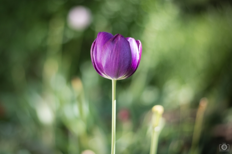 Purple Tulip Background - High-quality free Photo in cattegory Flowers / Backgrounds from FreeArtBackgrounds.com