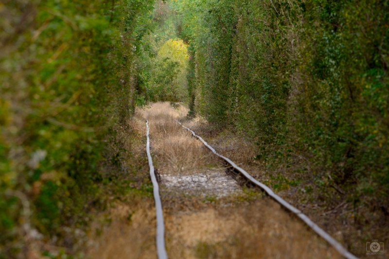 Railway in Green Tunnel Background - High-quality free Photo in cattegory Landscapes / Backgrounds from FreeArtBackgrounds.com