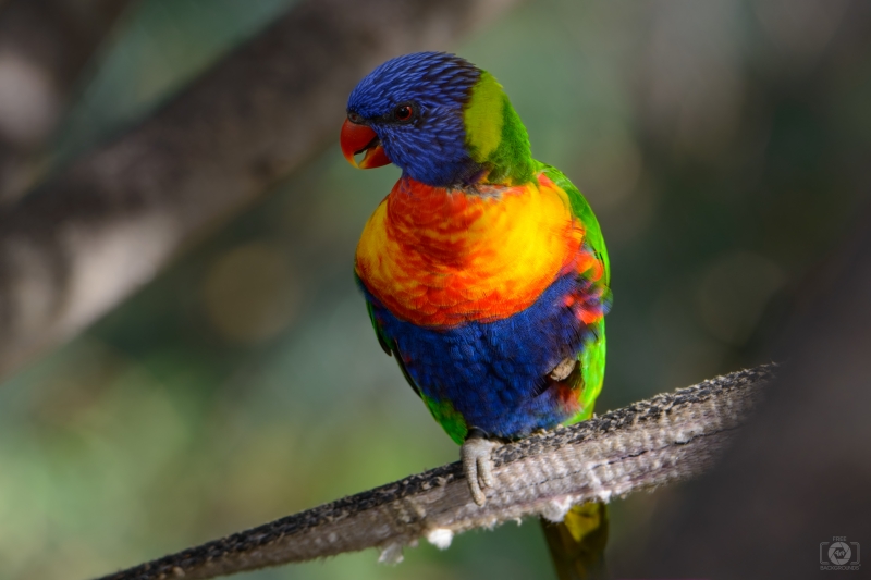 Rainbow Lorikeet Parrot Background - High-quality free Photo in cattegory Birds / Backgrounds from FreeArtBackgrounds.com