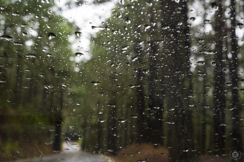 Raindrops on Car Window in Forest Background - High-quality free Photo in cattegory Art / Backgrounds from FreeArtBackgrounds.com
