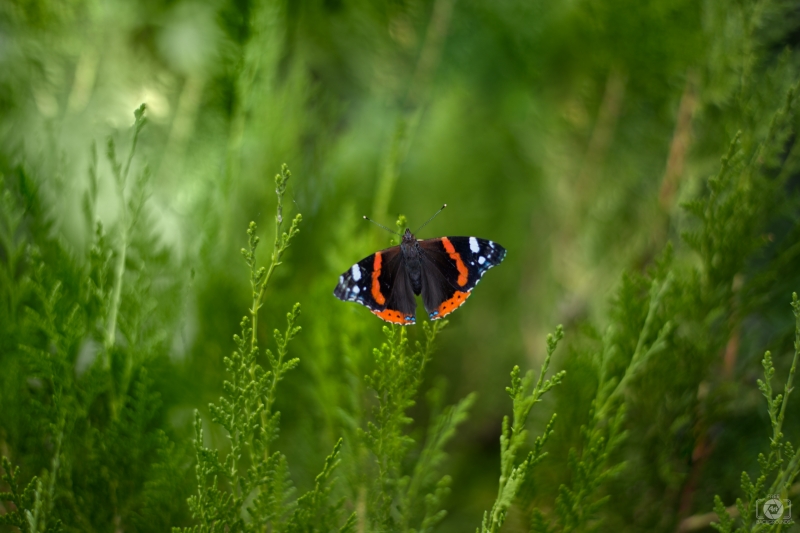 Red Admiral Butterfly Background - High-quality free Photo in cattegory Insects / Backgrounds from FreeArtBackgrounds.com