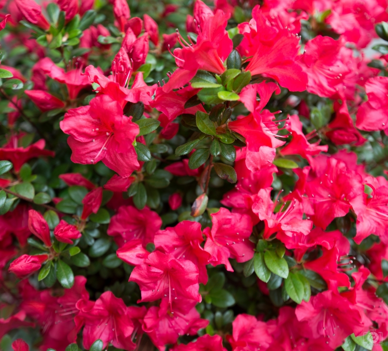 Red Azalea Background - High-quality free Photo in cattegory Flowers / Backgrounds from FreeArtBackgrounds.com
