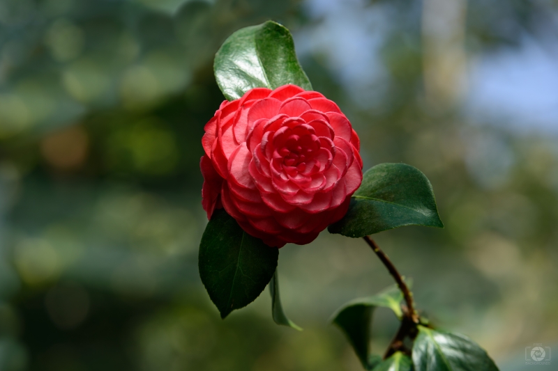 Red Camellia Japonica Background - High-quality free Photo in cattegory Flowers / Backgrounds from FreeArtBackgrounds.com