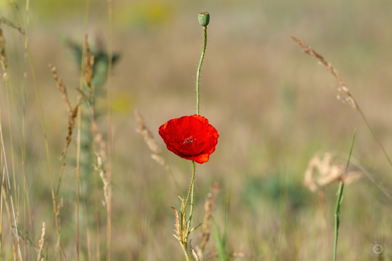 Red Poppy Flower Background - High-quality free Photo in cattegory Flowers / Backgrounds from FreeArtBackgrounds.com