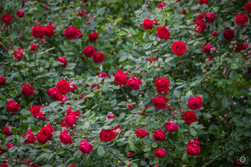 Red Rose Shrub Background - High-quality free Photo in cattegory Roses / Backgrounds from FreeArtBackgrounds.com