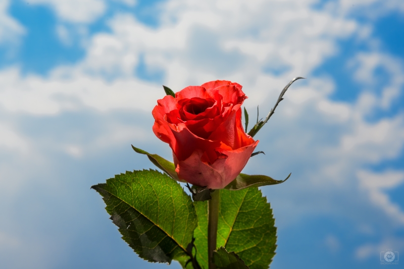 Red Rose and Clouds Background - High-quality free Photo in cattegory Roses / Backgrounds from FreeArtBackgrounds.com