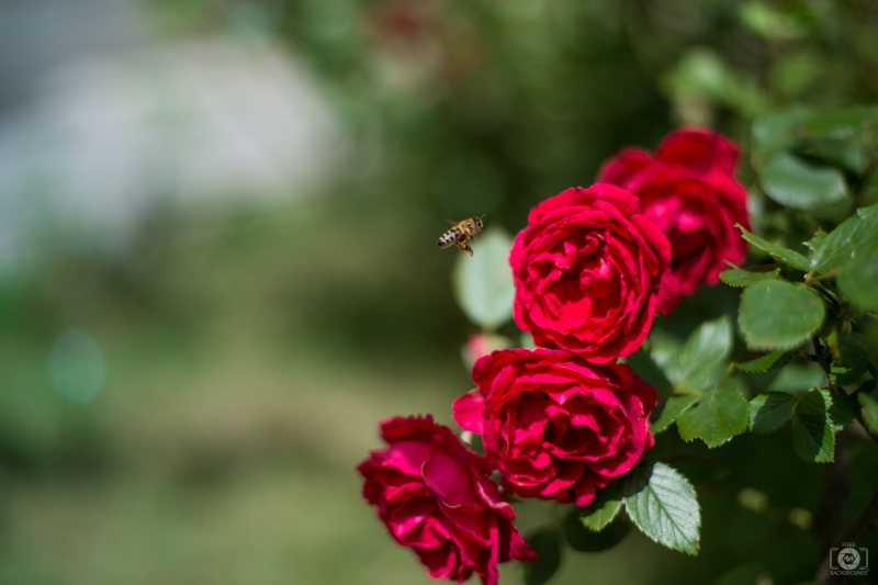 Red Roses and Bee Background - High-quality free Photo in cattegory Roses / Backgrounds from FreeArtBackgrounds.com