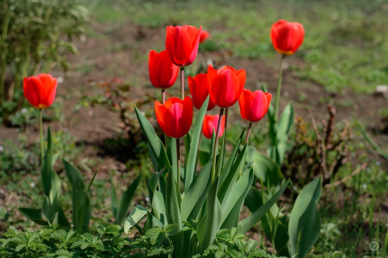 Red Tulips Background - High-quality free Photo in cattegory Flowers / Backgrounds from FreeArtBackgrounds.com