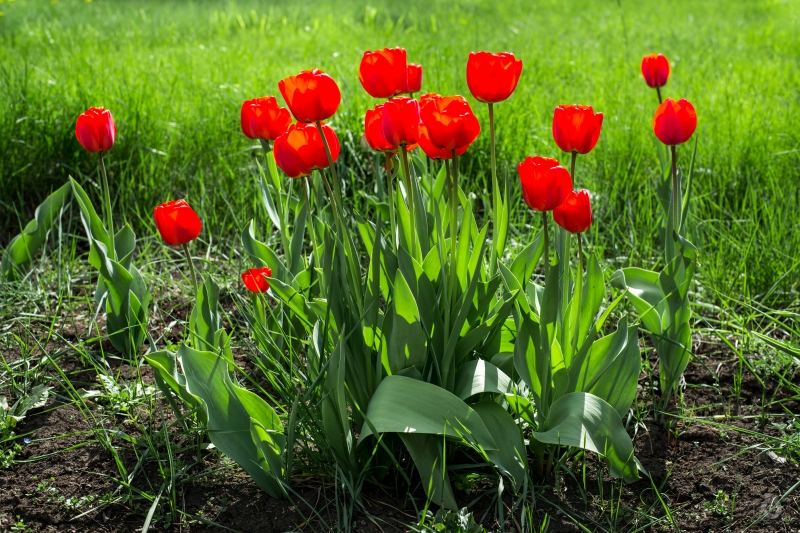 Red Tulips and Grass Background - High-quality free Photo in cattegory Flowers / Backgrounds from FreeArtBackgrounds.com