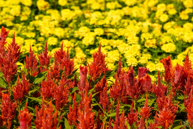 Red Yellow Flowers Background - High-quality free Photo in cattegory Flowers / Backgrounds from FreeArtBackgrounds.com