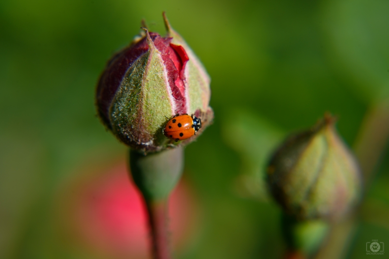 Rose Bud with Ladybug Background - High-quality free Photo in cattegory Roses / Backgrounds from FreeArtBackgrounds.com