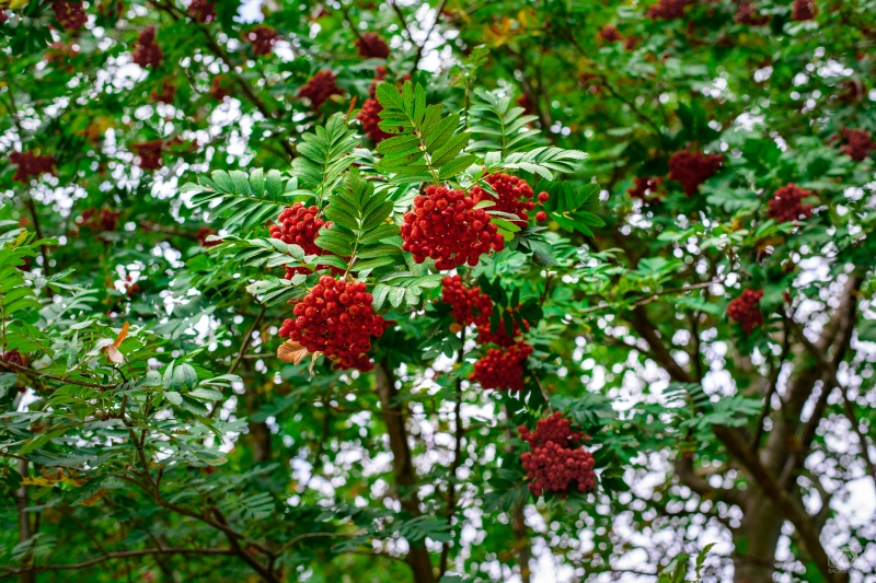 Rowan Tree Background - High-quality free Photo in cattegory Nature / Backgrounds from FreeArtBackgrounds.com