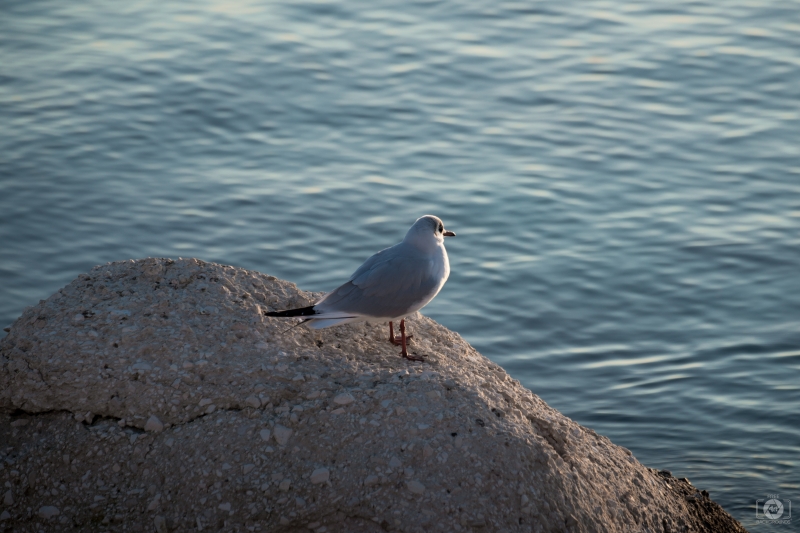 Seagull Perching on Stone by Sea Background - High-quality free Photo in cattegory Birds / Backgrounds from FreeArtBackgrounds.com