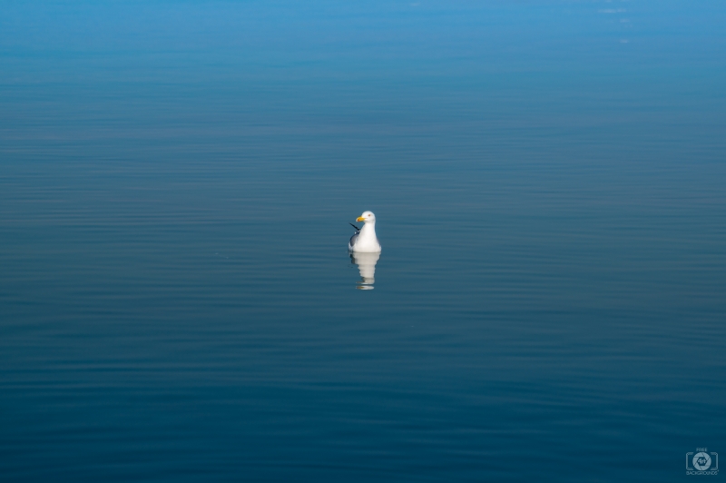 Seagull in the Sea Background - High-quality free Photo in cattegory Birds / Backgrounds from FreeArtBackgrounds.com