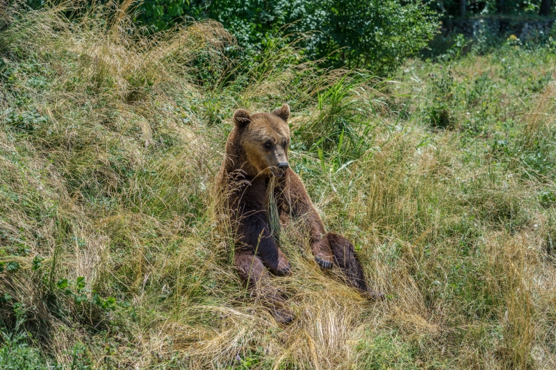 Sitting Brown Bear Background - High-quality free Photo in cattegory Animals / Backgrounds from FreeArtBackgrounds.com