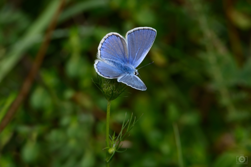 Small Blue Butterfly Background - High-quality free Photo in cattegory Insects / Backgrounds from FreeArtBackgrounds.com