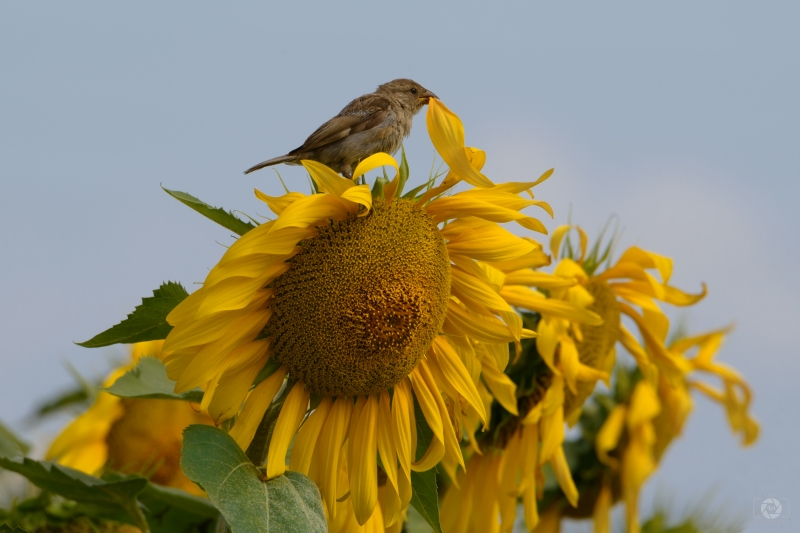 Sparrow on Sunflower Background - High-quality free Photo in cattegory Birds / Backgrounds from FreeArtBackgrounds.com