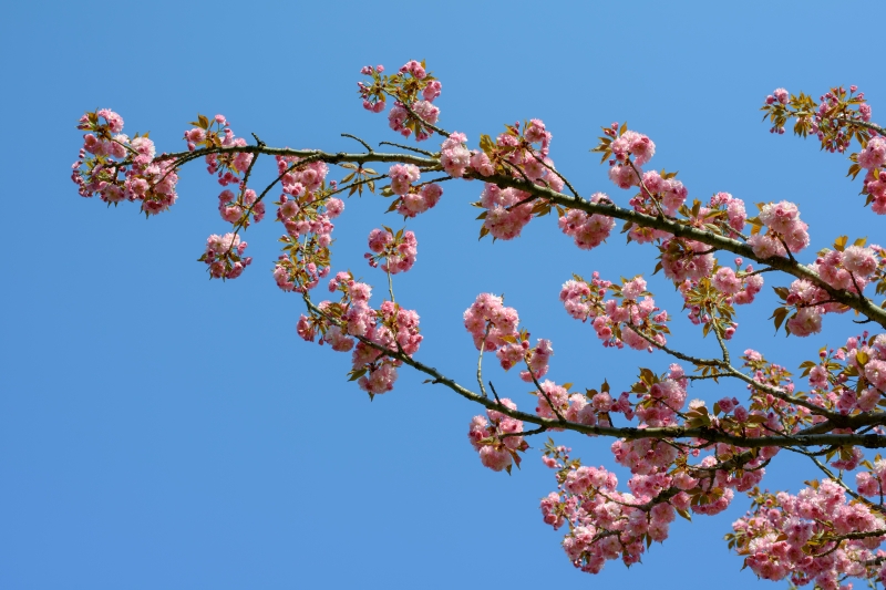 Spring Pink Blossoms with Blue Sky Background - High-quality free Photo in cattegory Spring / Backgrounds from FreeArtBackgrounds.com
