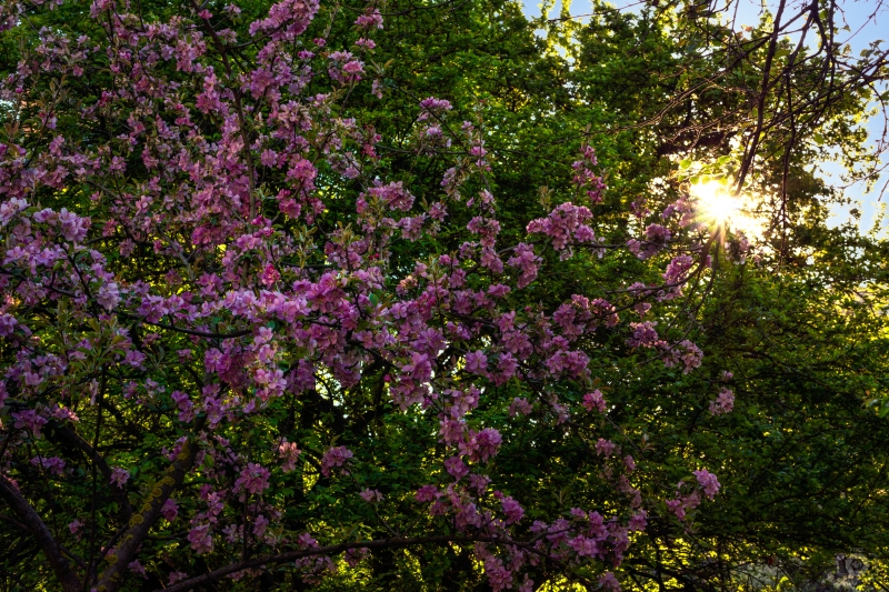 Sun Through a Lilac Bush Background - High-quality free Photo in cattegory Spring / Backgrounds from FreeArtBackgrounds.com