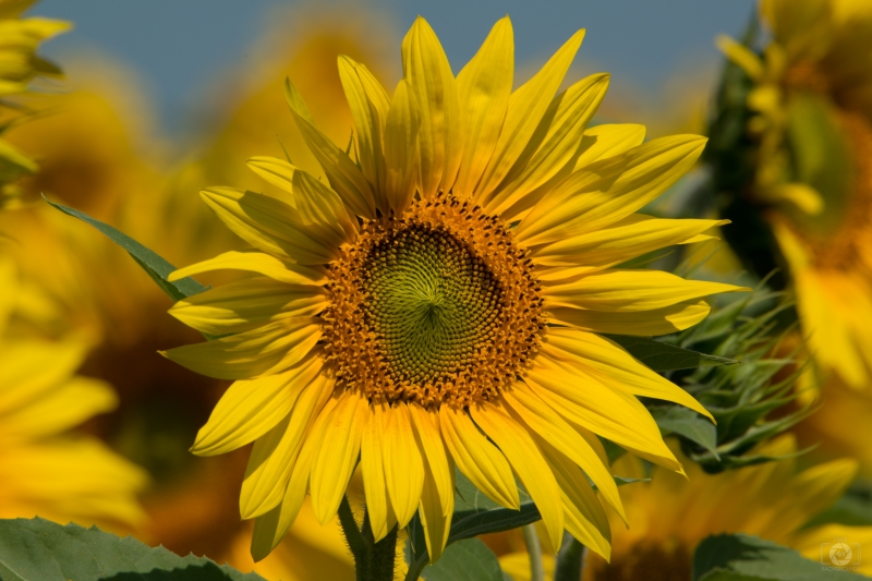 Sunflower Background - High-quality free Photo in cattegory Flowers / Backgrounds from FreeArtBackgrounds.com