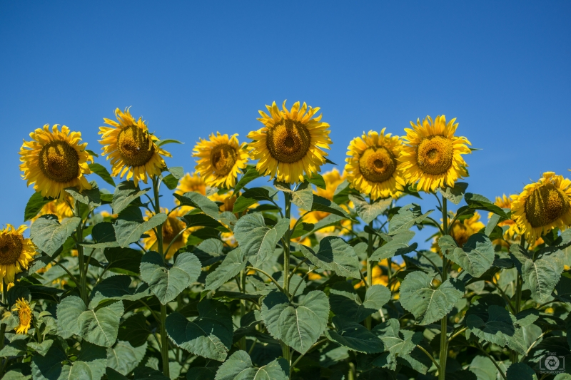 Sunflower Field Background - High-quality free Photo in cattegory Flowers / Backgrounds from FreeArtBackgrounds.com