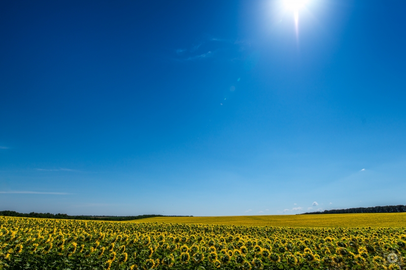 Sunflower Field and Blue Sky Background - High-quality free Photo in cattegory Landscapes / Backgrounds from FreeArtBackgrounds.com