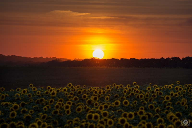 Sunflower Field at Sunset Background - High-quality free Photo in cattegory Sunset / Backgrounds from FreeArtBackgrounds.com