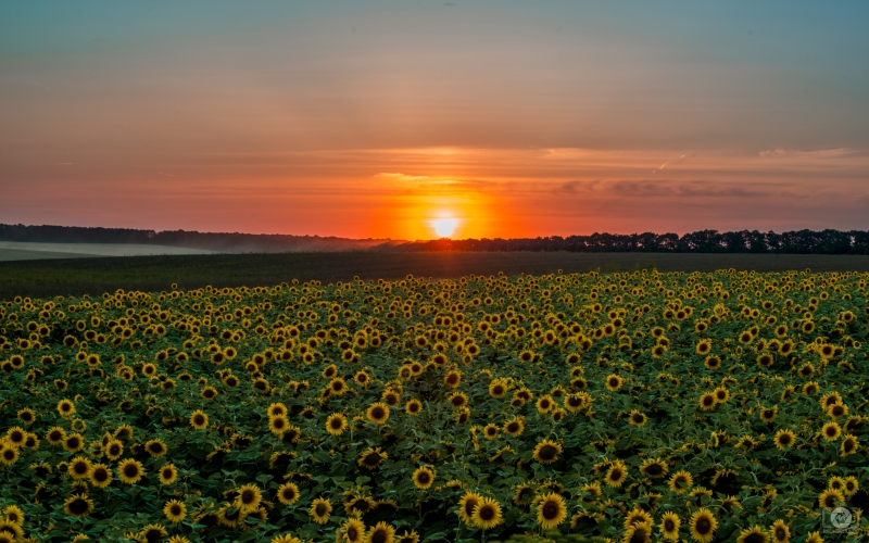 Sunflower Sunset Background - High-quality free Photo in cattegory Sunset / Backgrounds from FreeArtBackgrounds.com