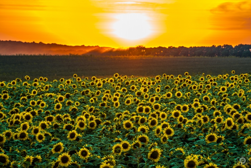 Sunflowers and Sunset Background - High-quality free Photo in cattegory Sunset / Backgrounds from FreeArtBackgrounds.com