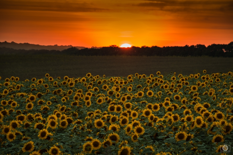 Sunset Over Field With Sunflowers Background - High-quality free Photo in cattegory Sunset / Backgrounds from FreeArtBackgrounds.com