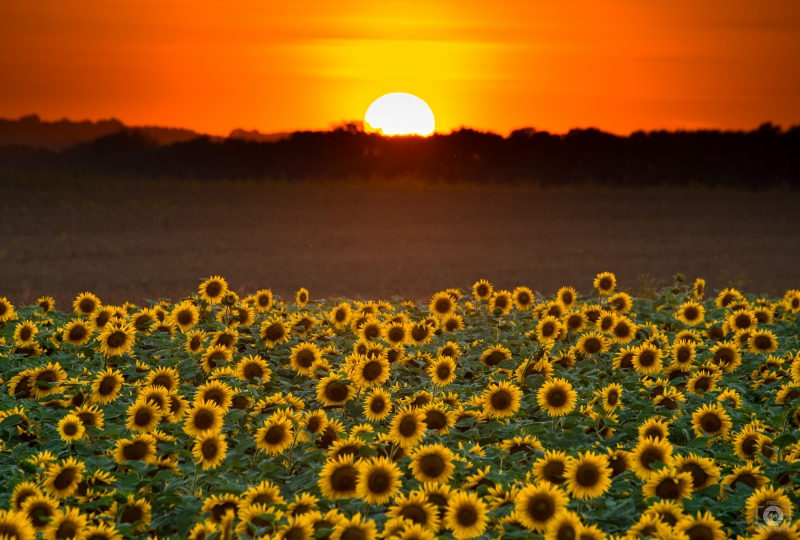 Sunset Over a Field of Sunflowers Background - High-quality free Photo in cattegory Sunset / Backgrounds from FreeArtBackgrounds.com