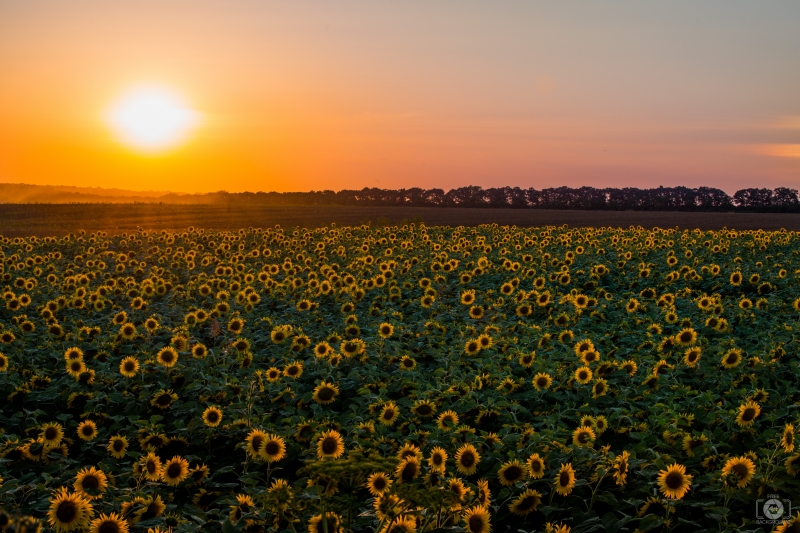Sunset from Sunflower Field Background - High-quality free Photo in cattegory Sunset / Backgrounds from FreeArtBackgrounds.com
