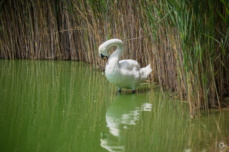 Swan in a Pond Background - High-quality free Photo in cattegory Swans / Backgrounds from FreeArtBackgrounds.com