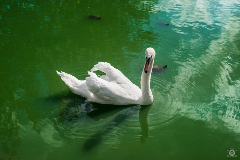 Swan in a Pond with Turtles Background - High-quality free Photo in cattegory Swans / Backgrounds from FreeArtBackgrounds.com