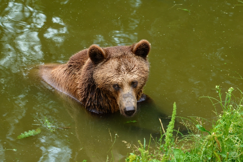 Swimming Brown Bear Background - High-quality free Photo in cattegory Animals / Backgrounds from FreeArtBackgrounds.com