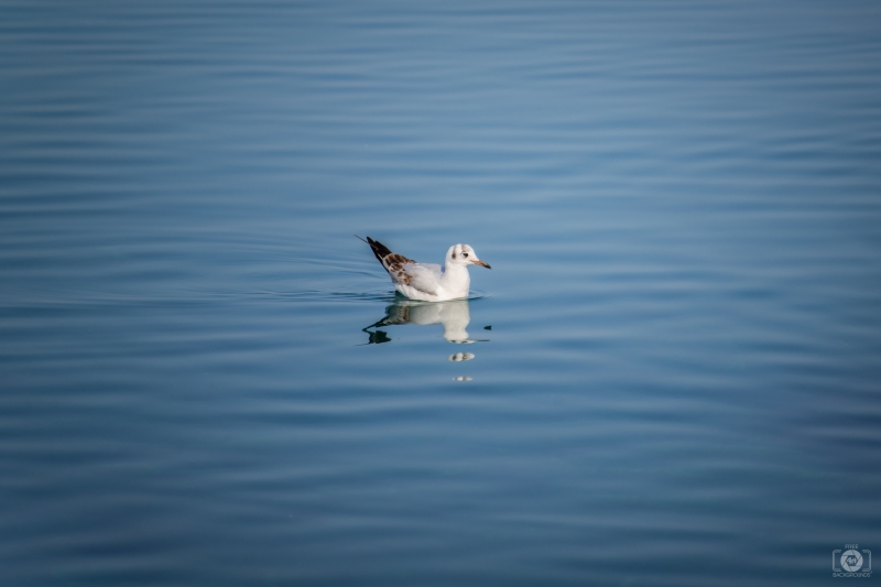 Swimming Seagull Background - High-quality free Photo in cattegory Birds / Backgrounds from FreeArtBackgrounds.com