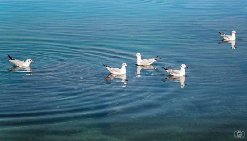 Swimming Seagulls Background - High-quality free Photo in cattegory Birds / Backgrounds from FreeArtBackgrounds.com