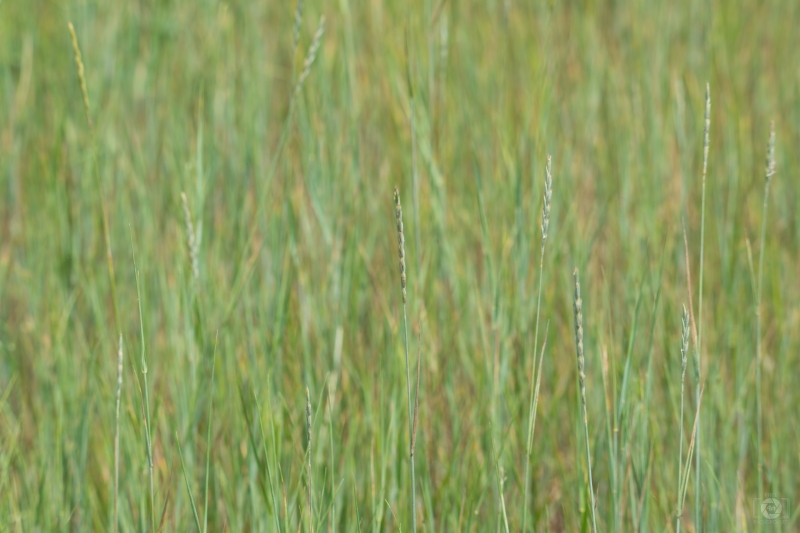 Tall Grass Texture - High-quality free Photo in cattegory Textures / Backgrounds from FreeArtBackgrounds.com
