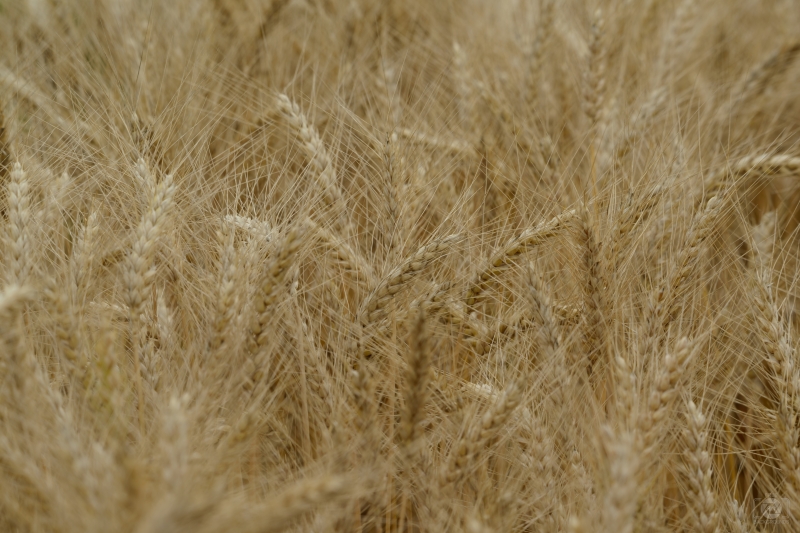 Texture of Wheat - High-quality free Photo in cattegory Textures / Backgrounds from FreeArtBackgrounds.com
