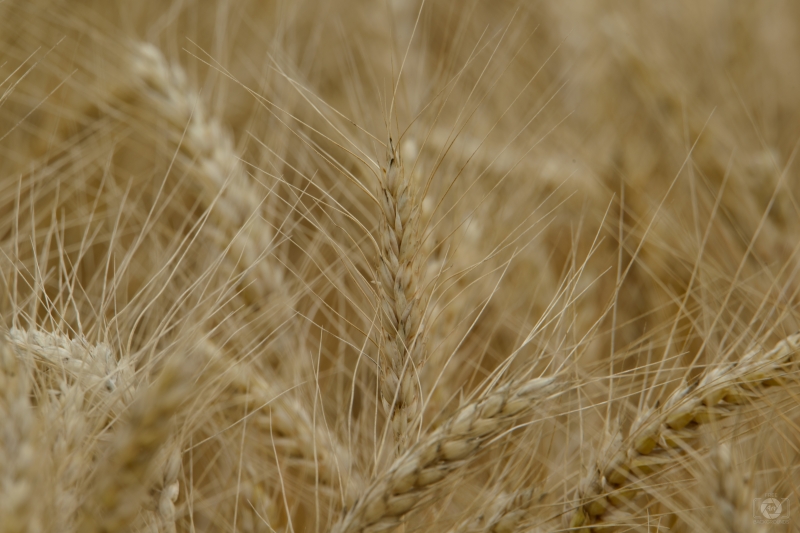 Texture of Wheat Field - High-quality free Photo in cattegory Textures / Backgrounds from FreeArtBackgrounds.com