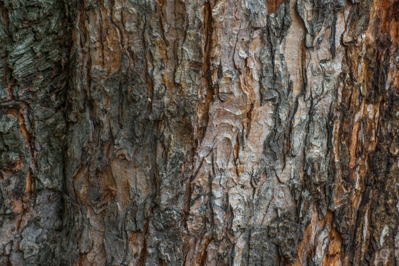 Tree Bark Background - High-quality free Photo in cattegory Textures / Backgrounds from FreeArtBackgrounds.com