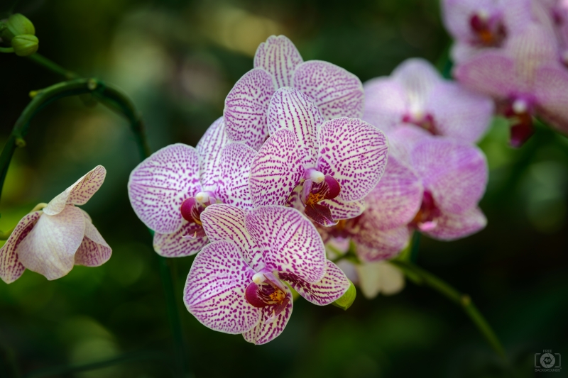 Tropical Orchid Background - High-quality free Photo in cattegory Orchids / Backgrounds from FreeArtBackgrounds.com