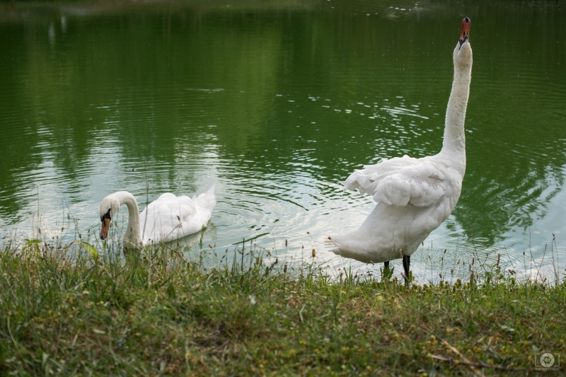Two Beautiful White Swans Background - High-quality free Photo in cattegory Swans / Backgrounds from FreeArtBackgrounds.com