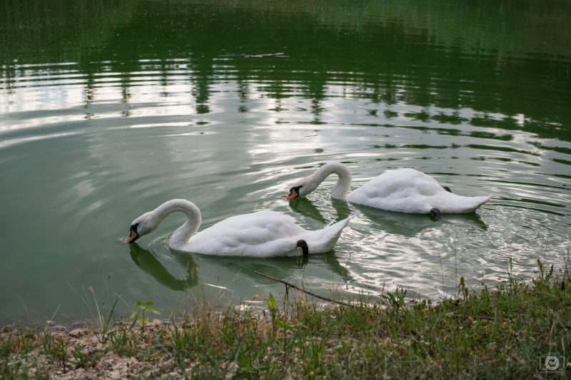 Two White Swans Drinking Water in Lake Background - High-quality free Photo in cattegory Swans / Backgrounds from FreeArtBackgrounds.com